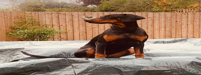 Bindi 