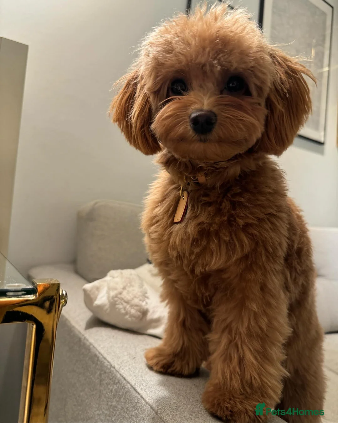 Maltipoo dogs for sale: Maltipoo Puppy for Rehoming - Advert 4