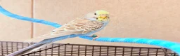 Budgerigars birds for sale: Beautiful budgies available  - Advert 6