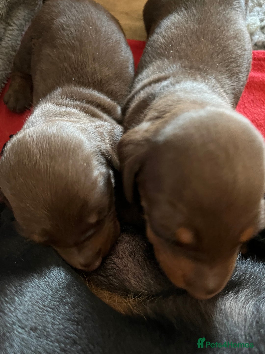 Miniature Dachshund dogs for sale: Beautiful KC miniature dachshund puppies - Advert 2