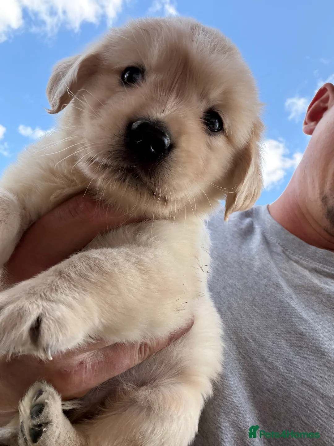 Golden Retriever dogs for sale: Golden retriever pups  - Advert 2