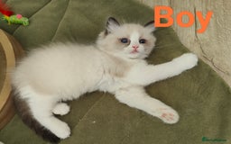 Ragdoll cats for sale: GCCF REGISTERED EUROPEAN LINE RAGDOLL KITTENS  - Image 23