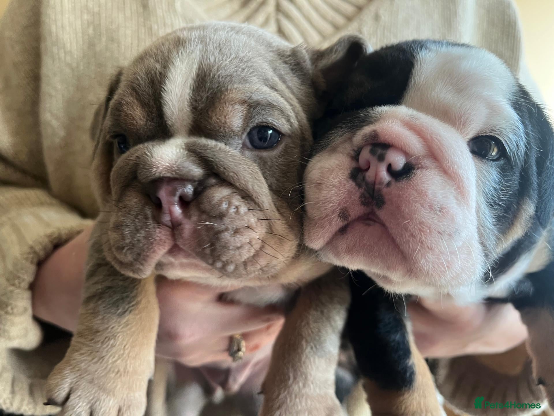 English Bulldog dogs for sale: Gorgeous English Bulldog Puppies   - Advert 22