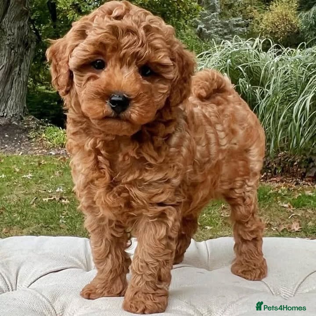 Toy Poodle dogs for sale: Red Toy Poodle puppies 🐶 💥💥💤 - Image 6