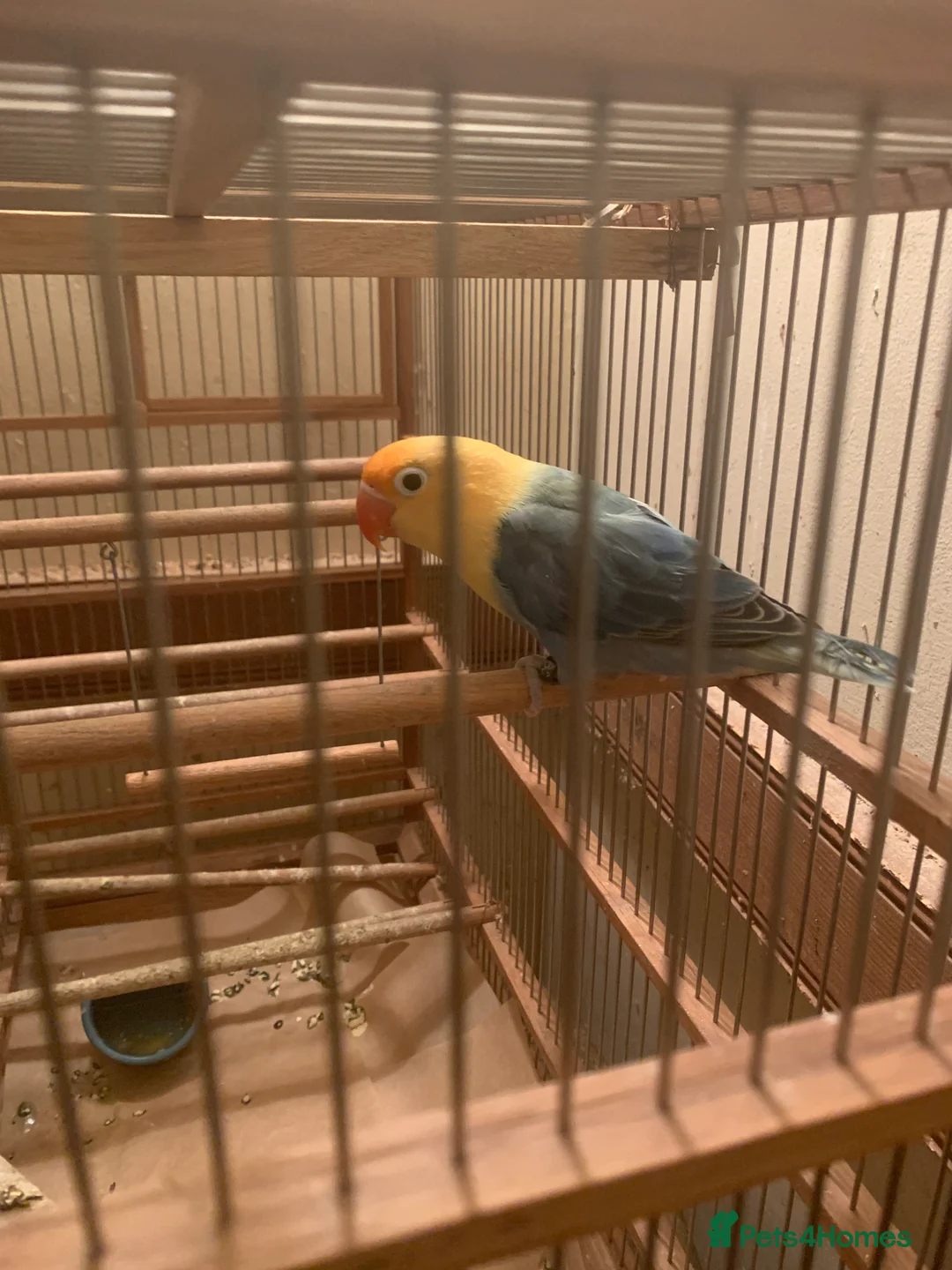 Lovebirds birds for sale: Fischer lovebird turquoise   DNA cert hen pershore - Advert 2