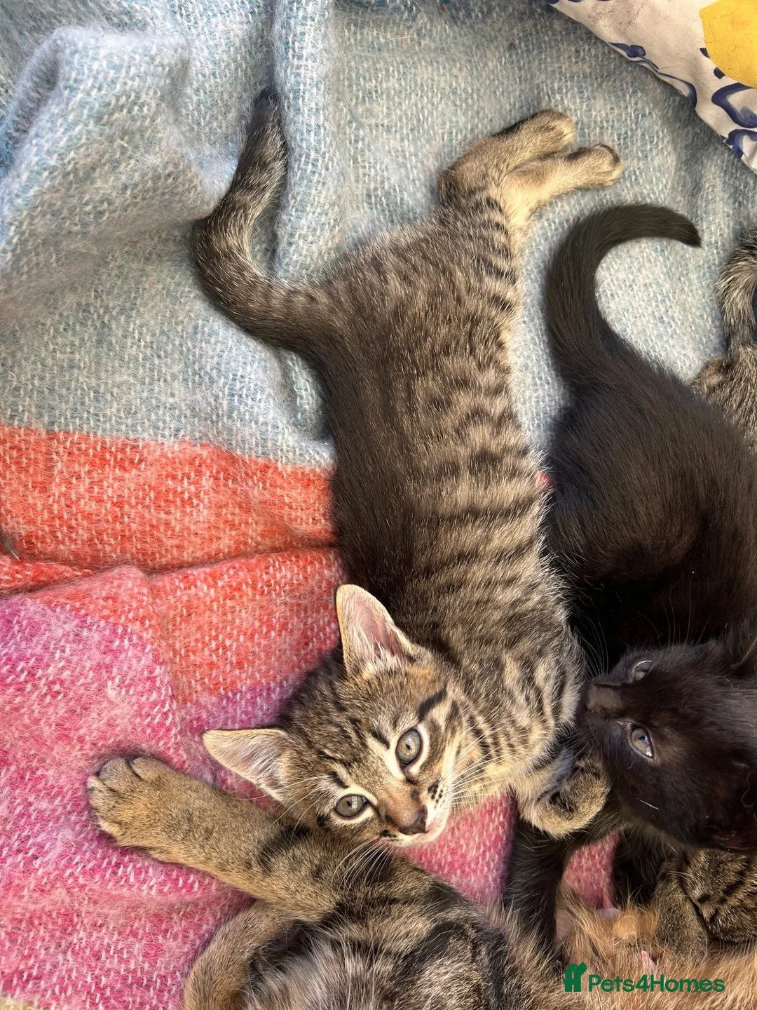 Mixed Breed cats for sale: Male Tabby Kitten . Friendly chap !  - Advert 2