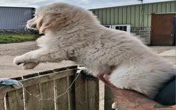 Golden Retriever dogs for sale: Golden Retreiver Puppies  - Image 14