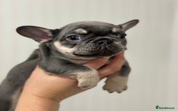 French Bulldog dogs for sale: Beautiful female frenchie  - Image 3