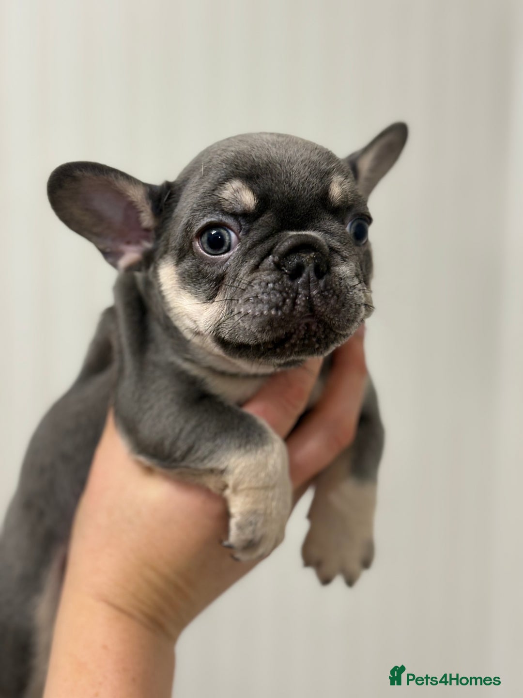 French Bulldog dogs for sale: Beautiful female frenchie  - Image 3