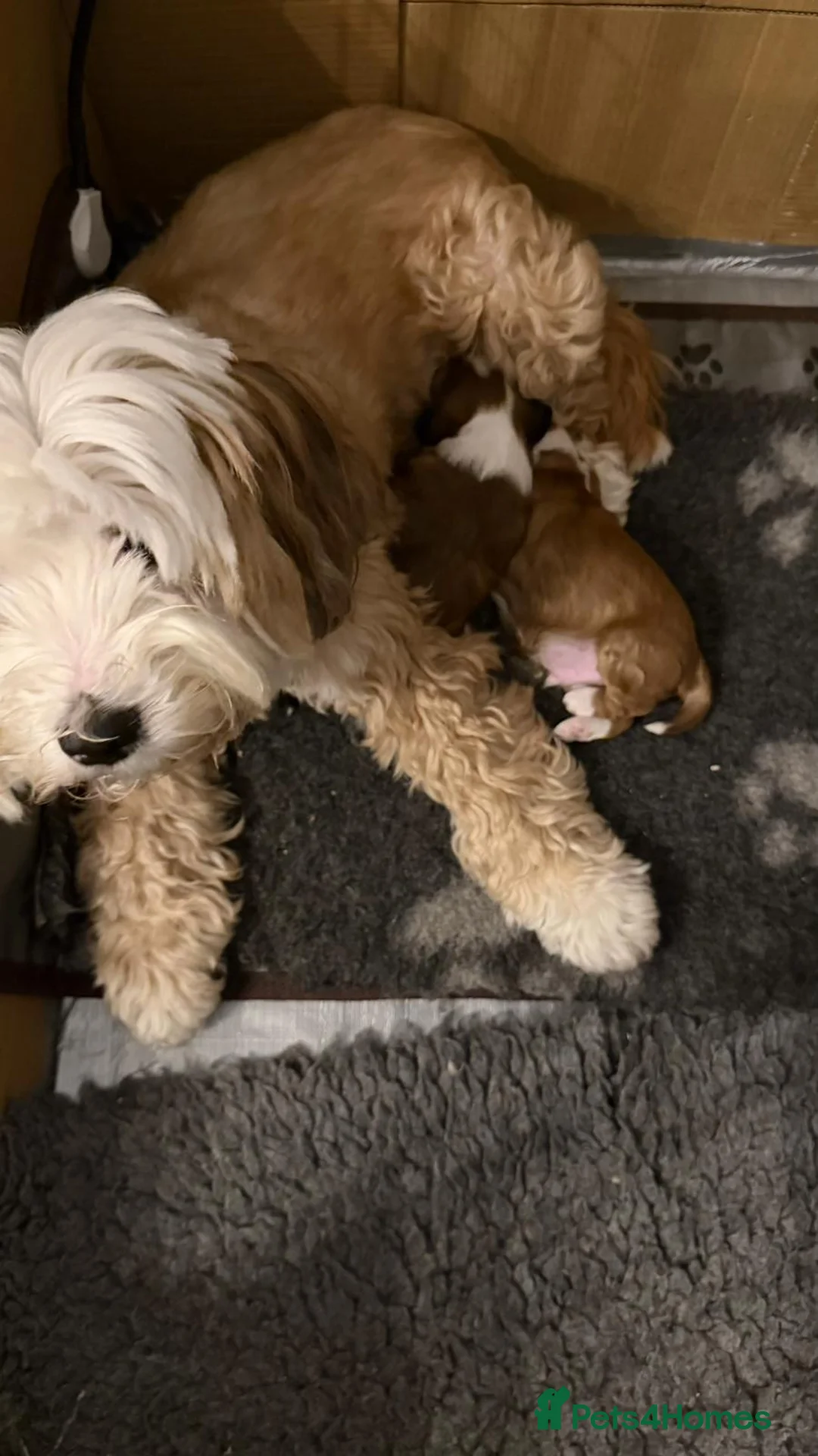 Tibetan Terrier dogs for sale: Kennel club registered Tibetan terrier puppies  - Advert 14