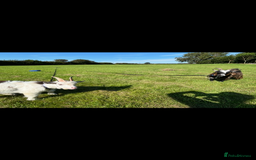 Goats livestock for sale: Two castrated Pygmy goats  - Advert 2