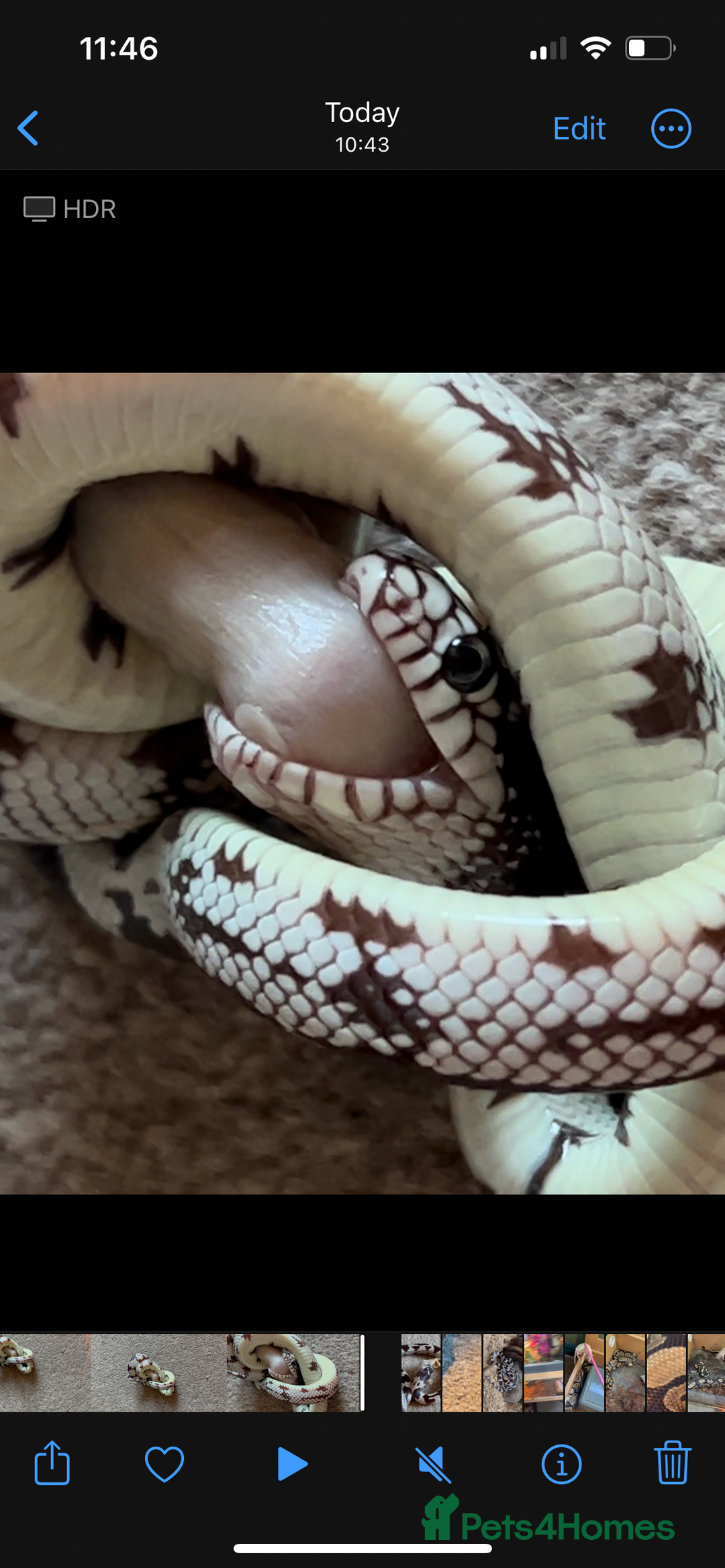 King Snake reptiles for sale: 1 year old California king snake - Advert 2