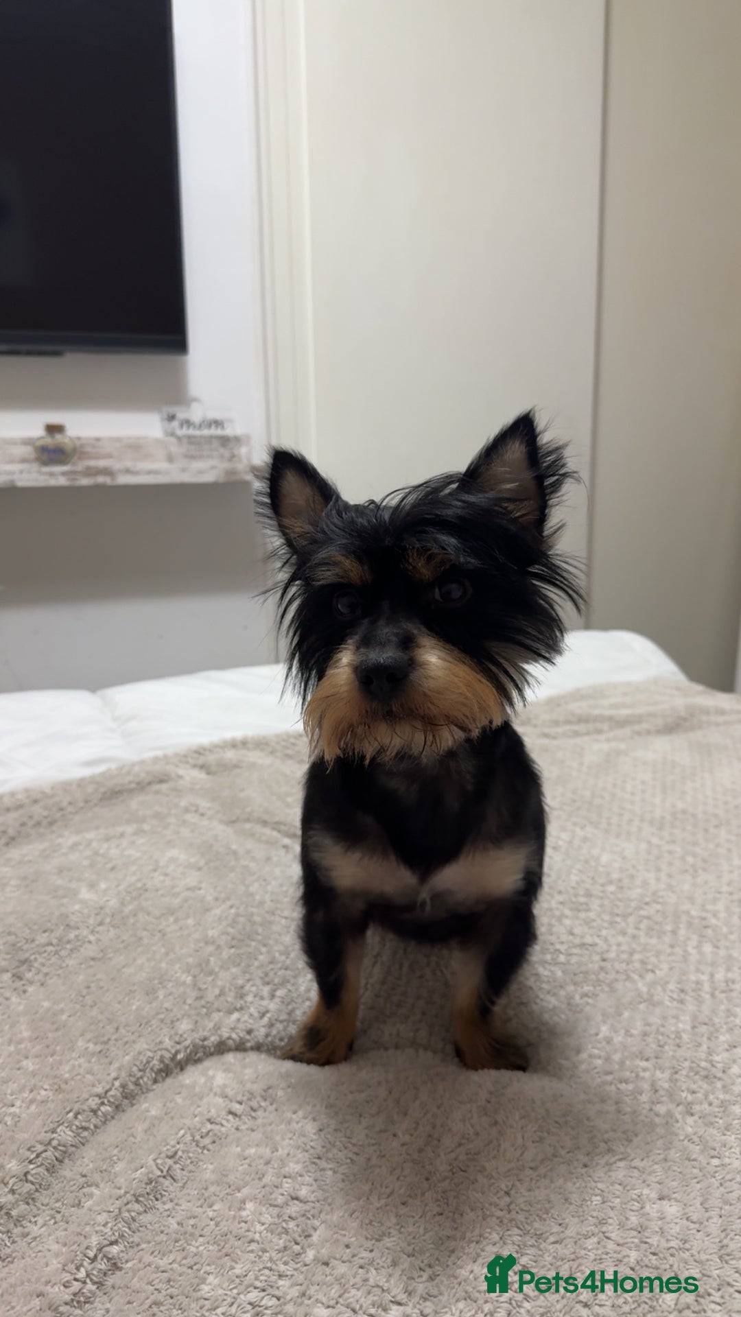 Yorkshire Terrier dogs for sale: Yorkshire Terrier Puppies  - Advert 12