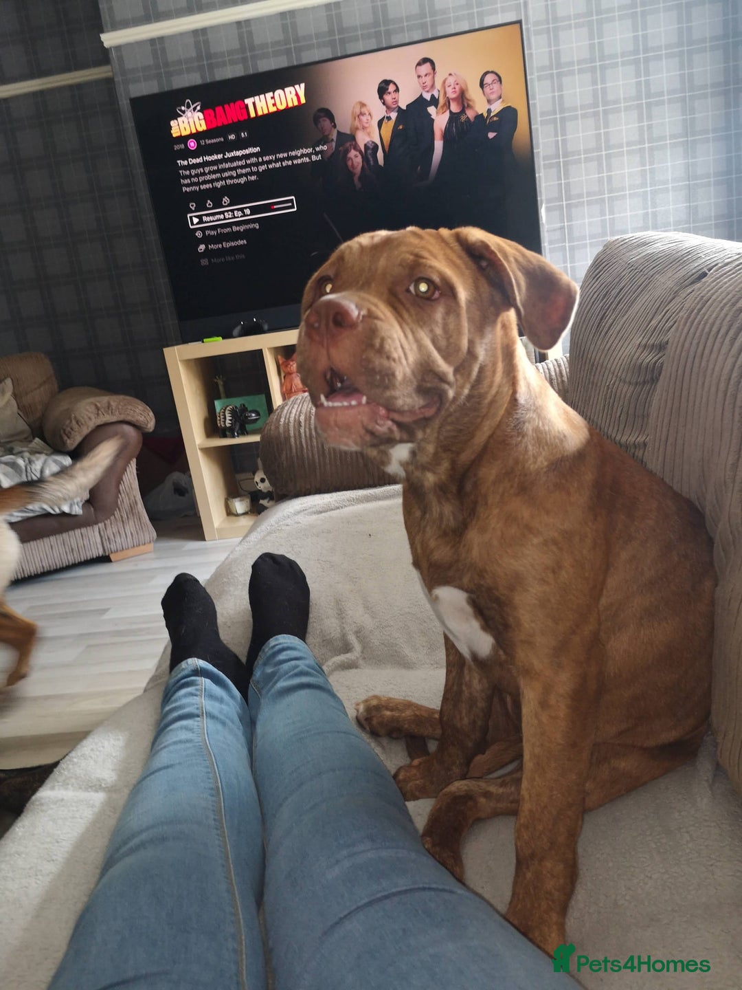 Mixed Breed dogs for sale: Unfortunate rehoming  - Advert 5