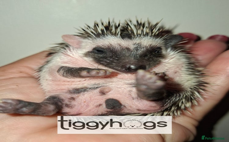 Pygmy Hedgehog rodents - Advert 2