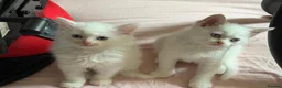 Mixed Breed cats for sale: Gorgeous kittens  - Advert 13
