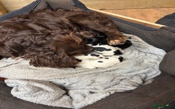 Sprocker dogs for sale: Working Sprocker puppies - Image 4