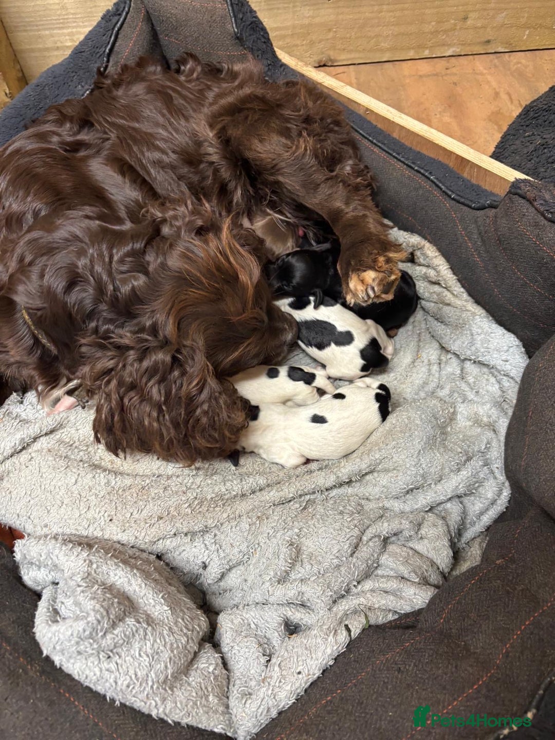 Sprocker dogs for sale: Working Sprocker puppies - Image 4