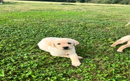 Labrador Retriever dogs for sale: Labrador Retriever Puppies  - Image 4
