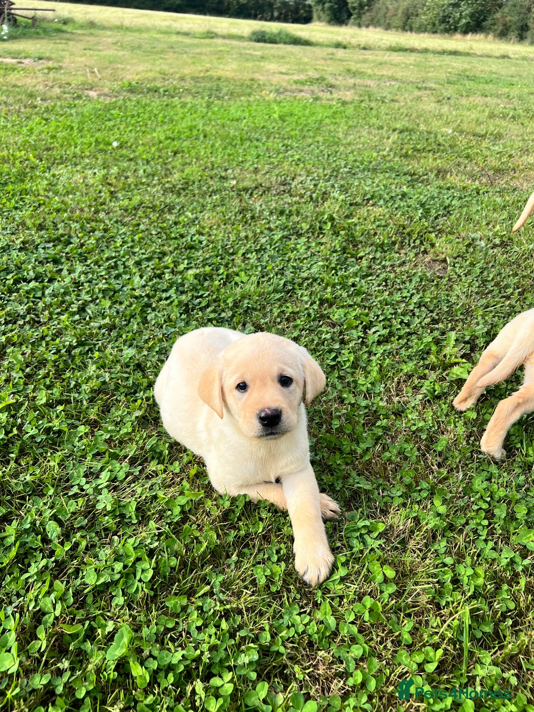 Labrador Retriever dogs for sale: Labrador Retriever Puppies  - Image 4