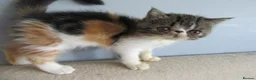 Exotic cats for sale: Super sweet Exotic female kitten READY NOW - Advert 32