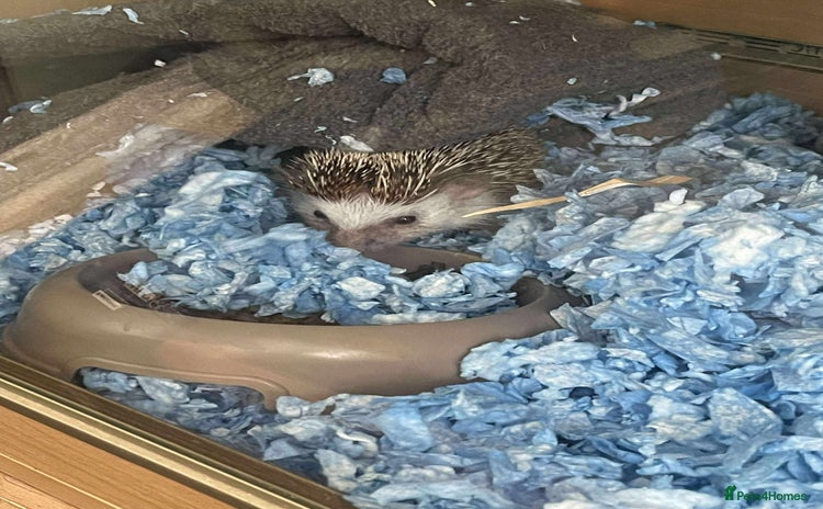 Pygmy Hedgehog rodents - Advert 1
