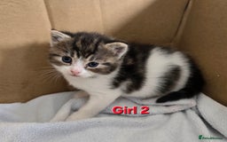 Mixed Breed cats for sale: Fluffy kittens - Image 3