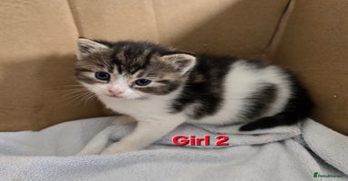Mixed Breed cats - Advert 15