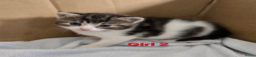 Mixed Breed Kitten 2
