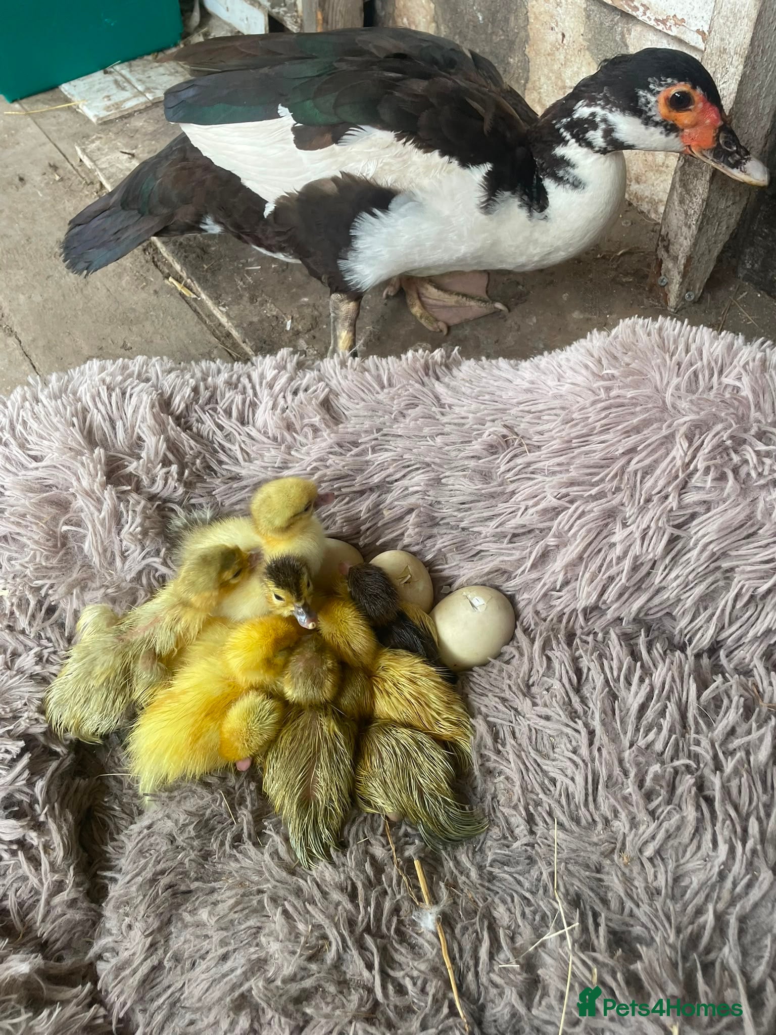 Ducks poultry Muscovy ducklings for sale  - Advert 12
