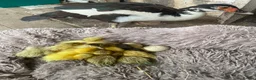 Ducks poultry for sale: Muscovy ducklings for sale  - Advert 1