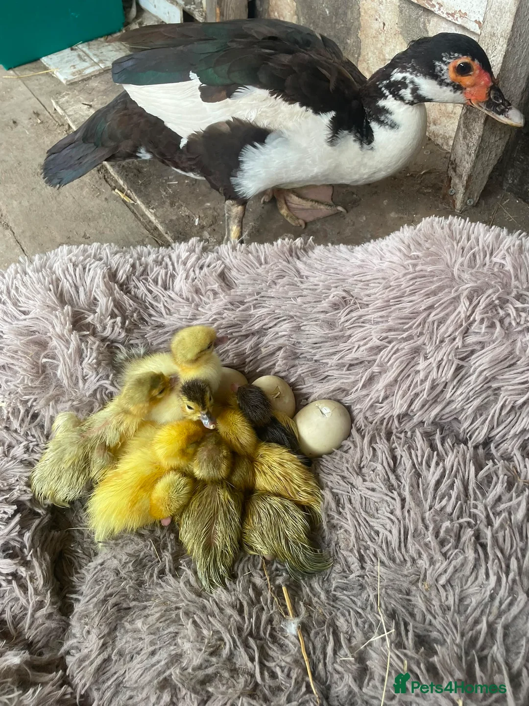 Ducks poultry for sale: Muscovy ducklings for sale  - Advert 1