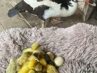 Ducks poultry Muscovy ducklings for sale - Advert 17