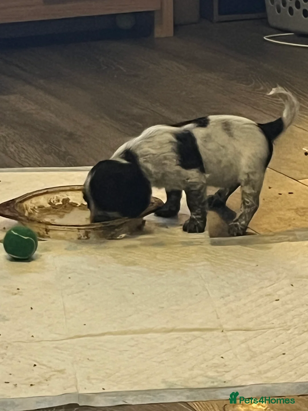 Sprocker dogs for sale: Sprocker spaniel puppies - Advert 2