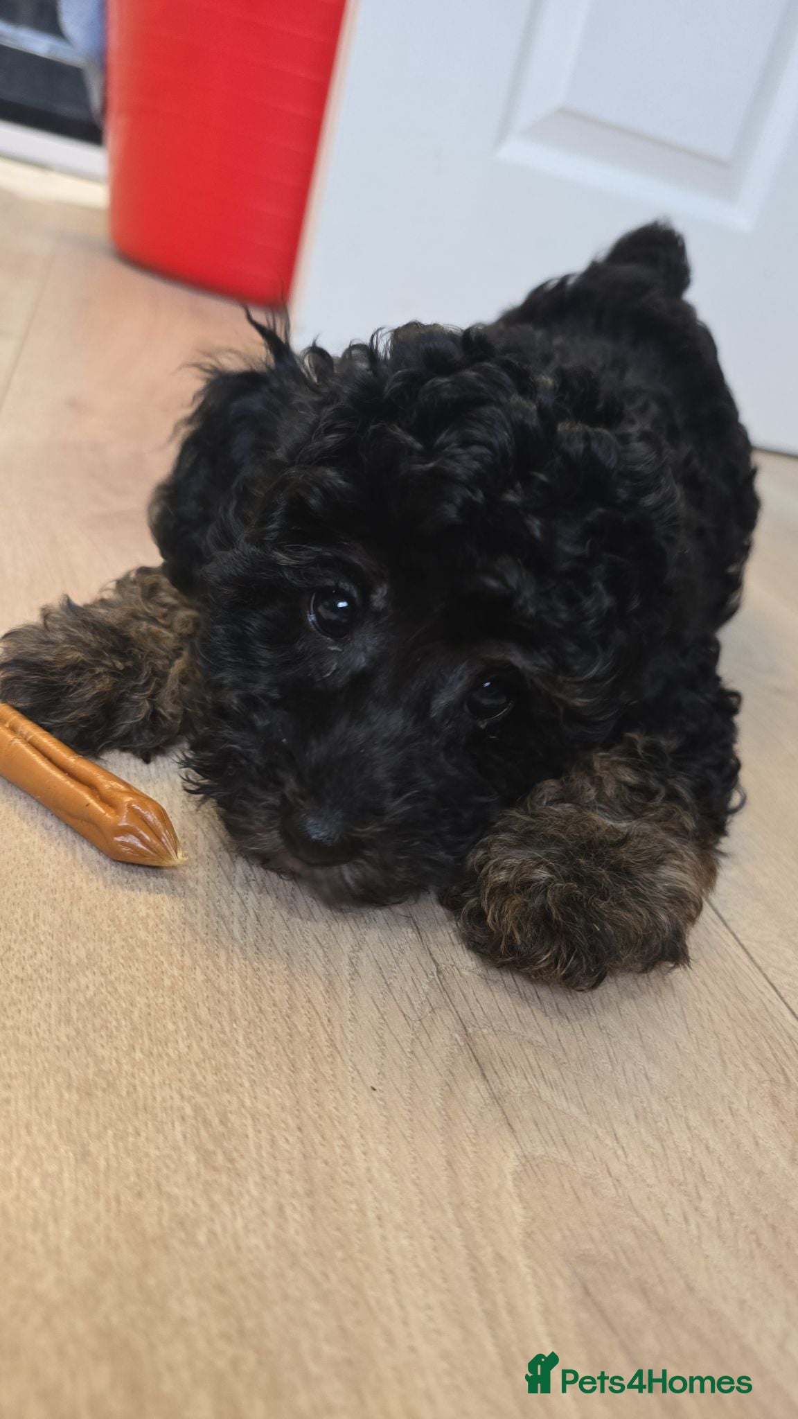 Mixed Breed dogs Toy poodle x Ready NOW LAST BOY - Advert 11