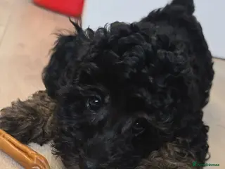 Mixed Breed dogs Toy poodle x Ready NOW LAST BOY - Advert 11