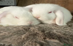 Mini Lop rabbits for sale: 3 mini lop rabbit girls available now - Image 5