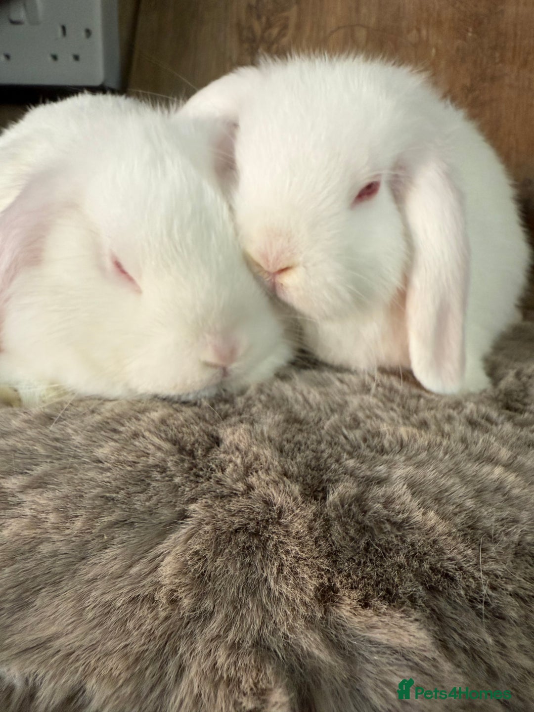 Mini Lop rabbits for sale: 3 mini lop rabbit girls available now - Image 5