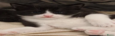 Mixed Breed Kitten 2