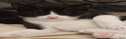 Mixed Breed cats for sale: Beautiful kittens for sale in Buckley - Advert 7