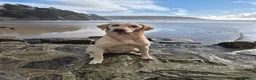 Springador dogs for sale: Fabulous Springador Puppies for Sale in Halesworth - Advert 11