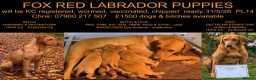 Labrador Retriever dogs for sale: Fox Red KC Reg labrador puppies PL14 - Advert 7