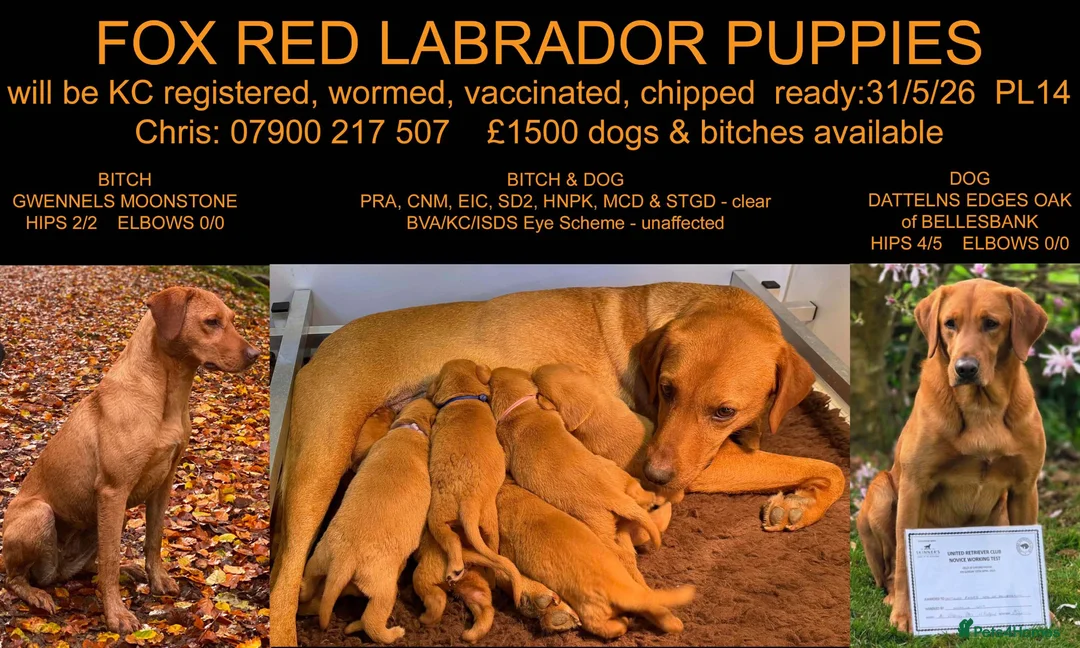 Labrador Retriever dogs for sale: Fox Red KC Reg labrador puppies PL14 - Advert 7