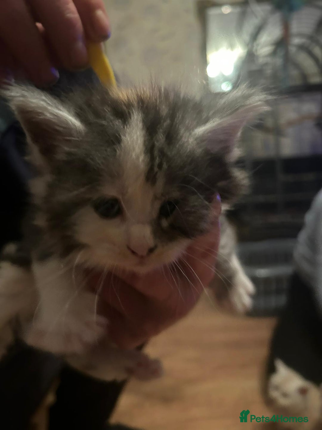 Maine Coon cats for sale: Beautiful Maine coon kittens £650 - Advert 3