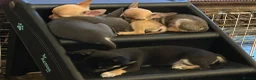 Chihuahua dogs for sale:  Chihuahua Puppies – 2 Boys 2 Girls Ready Soon - Advert 2