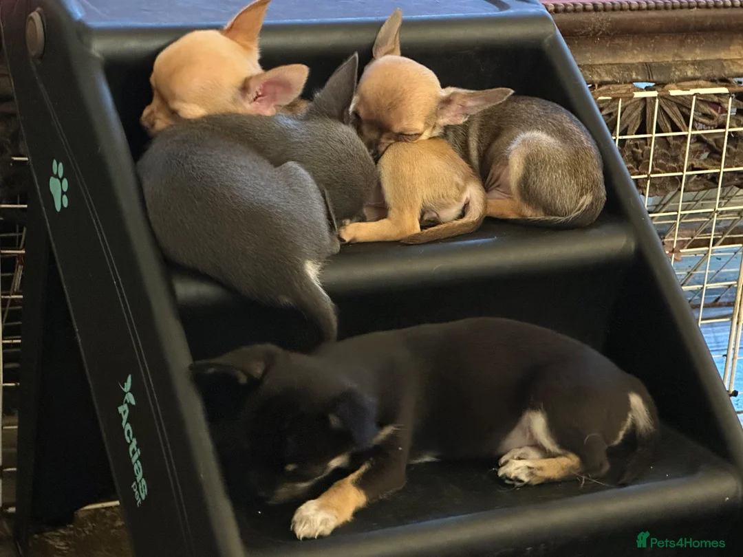 Chihuahua dogs for sale:  Chihuahua Puppies – 2 Boys 2 Girls Ready Soon - Advert 2