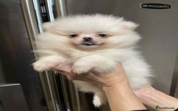 Pomeranian dogs for sale: 💝💝High-quality Beautiful boys💝💝 - Image 11