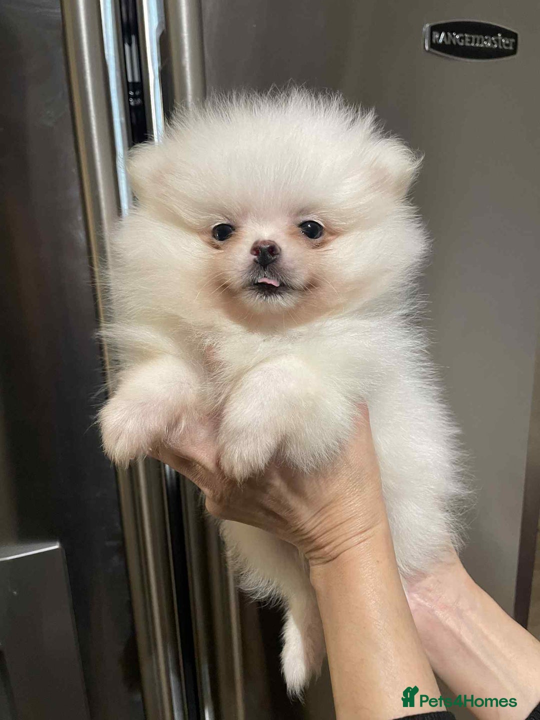 Pomeranian dogs for sale: 💝💝High-quality Beautiful boys💝💝 - Image 11