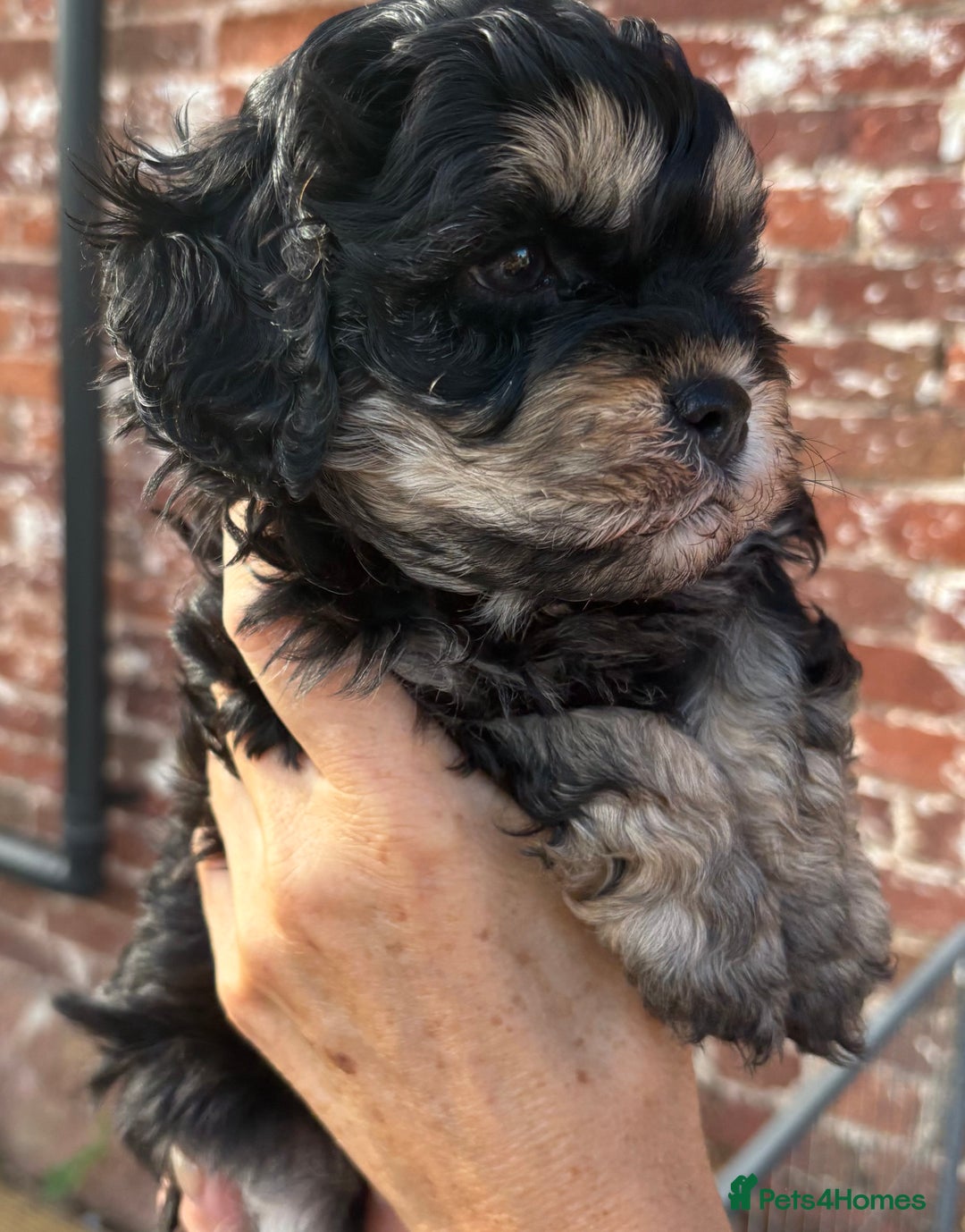 Cavapoo dogs for sale: 🌟HEALTH TESTED F1B CAVAPOO MERLE STUNNING PUPPIES - Image 33