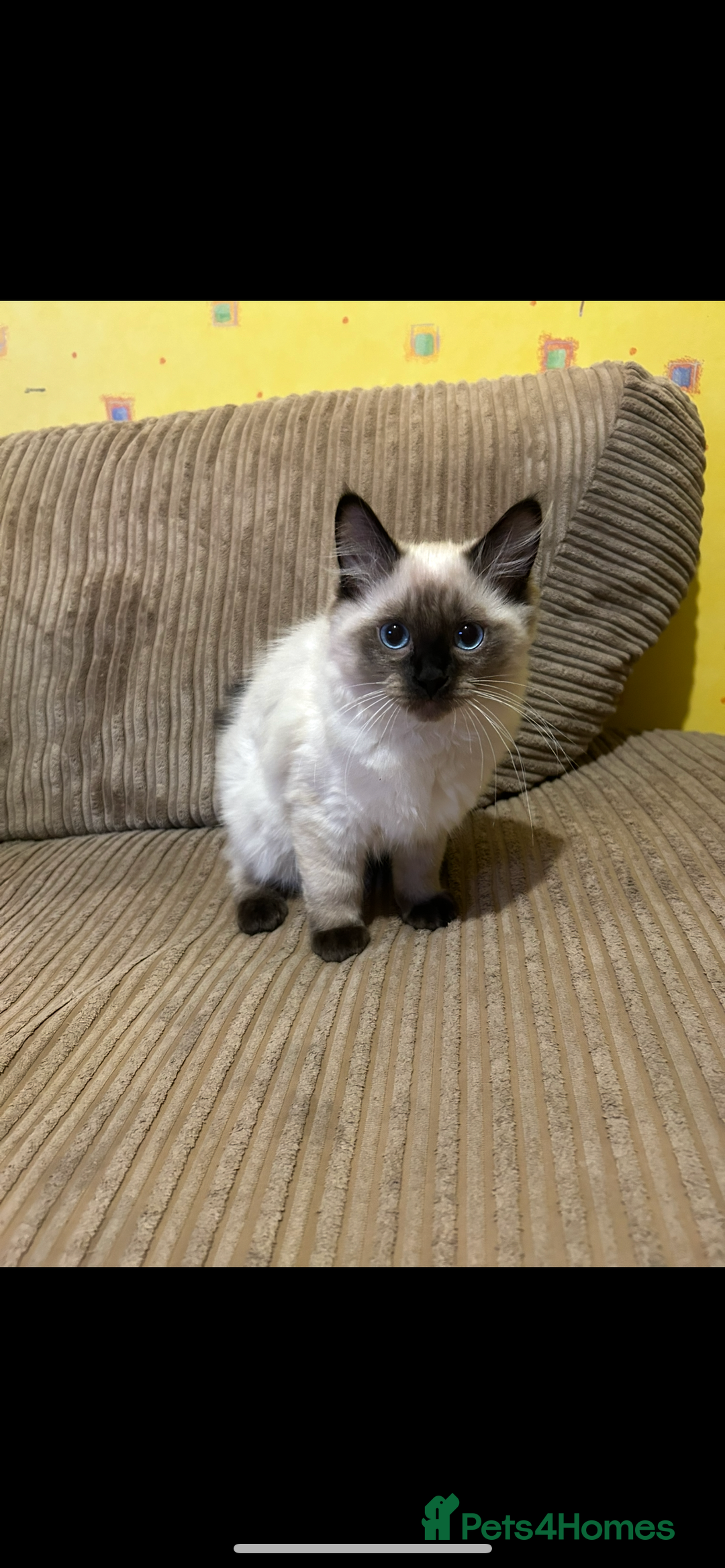 Ragdoll cats for sale: Ragdoll kittens - male - Advert 20